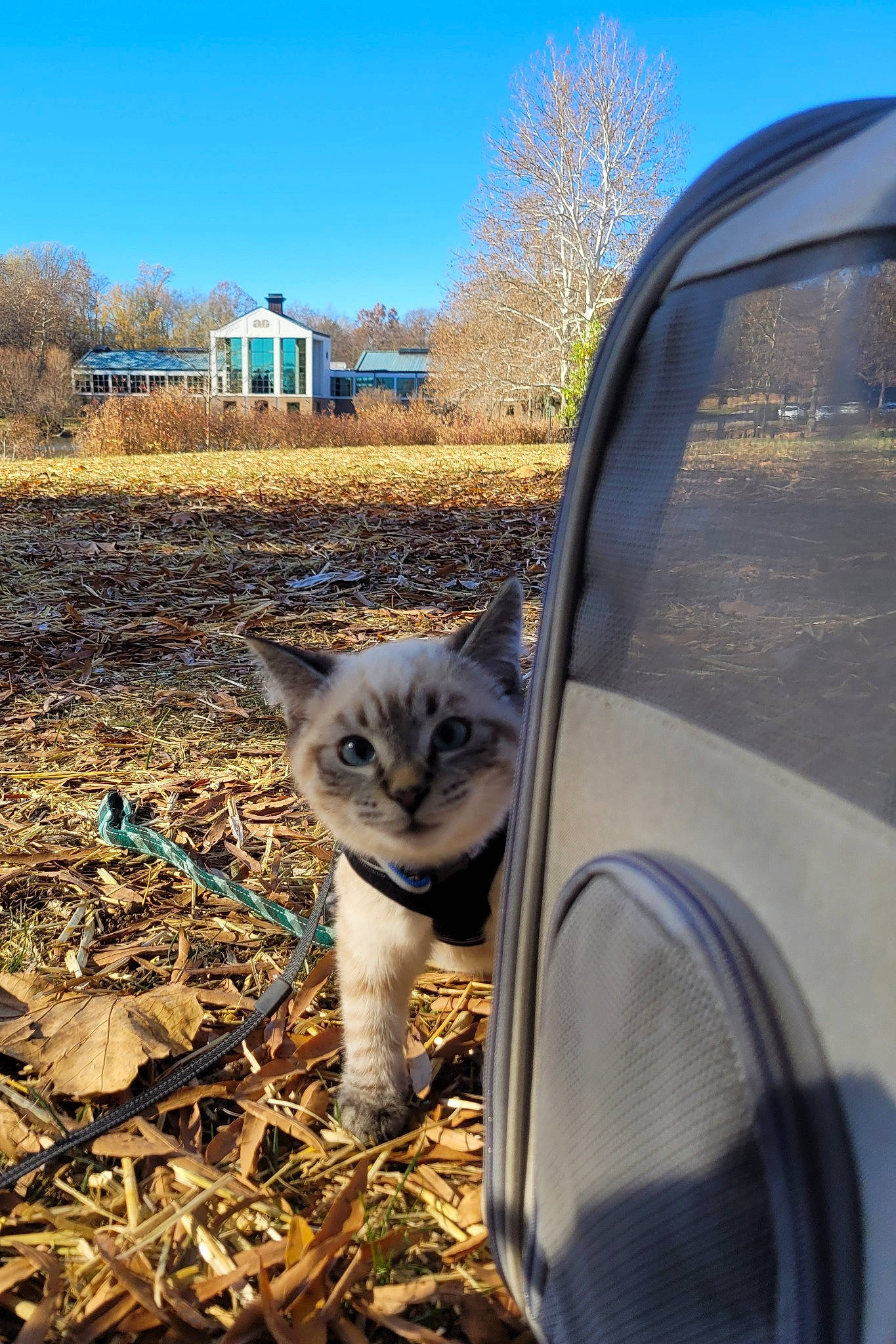 Samson joined the competition — help win amazing prizes! automotive_lighting, automotive_tire, building, carnivore, cat, fawn, felidae, fender, grass, hood, house, plant, sky, small_to_medium_sized_cats, sunlight, tree, vehicle_door, whiskers, window, wood