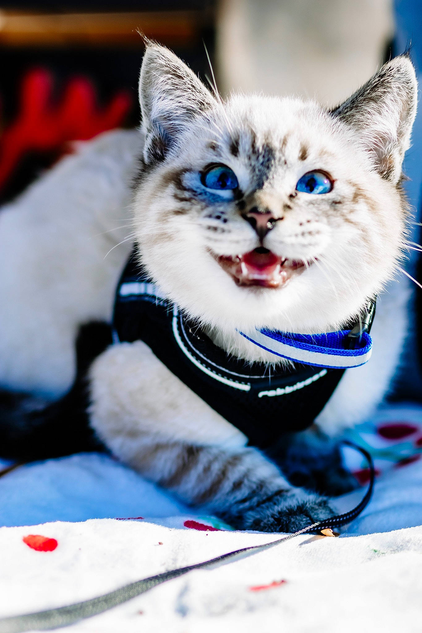 Samson joined the competition — help win amazing prizes! blue, carnivore, cat, claw, collar, domestic_short_haired_cat, electric_blue, event, felidae, freezing, fur, holiday, paw, photo_caption, small_to_medium_sized_cats, snout, snow, tail, whiskers, winter