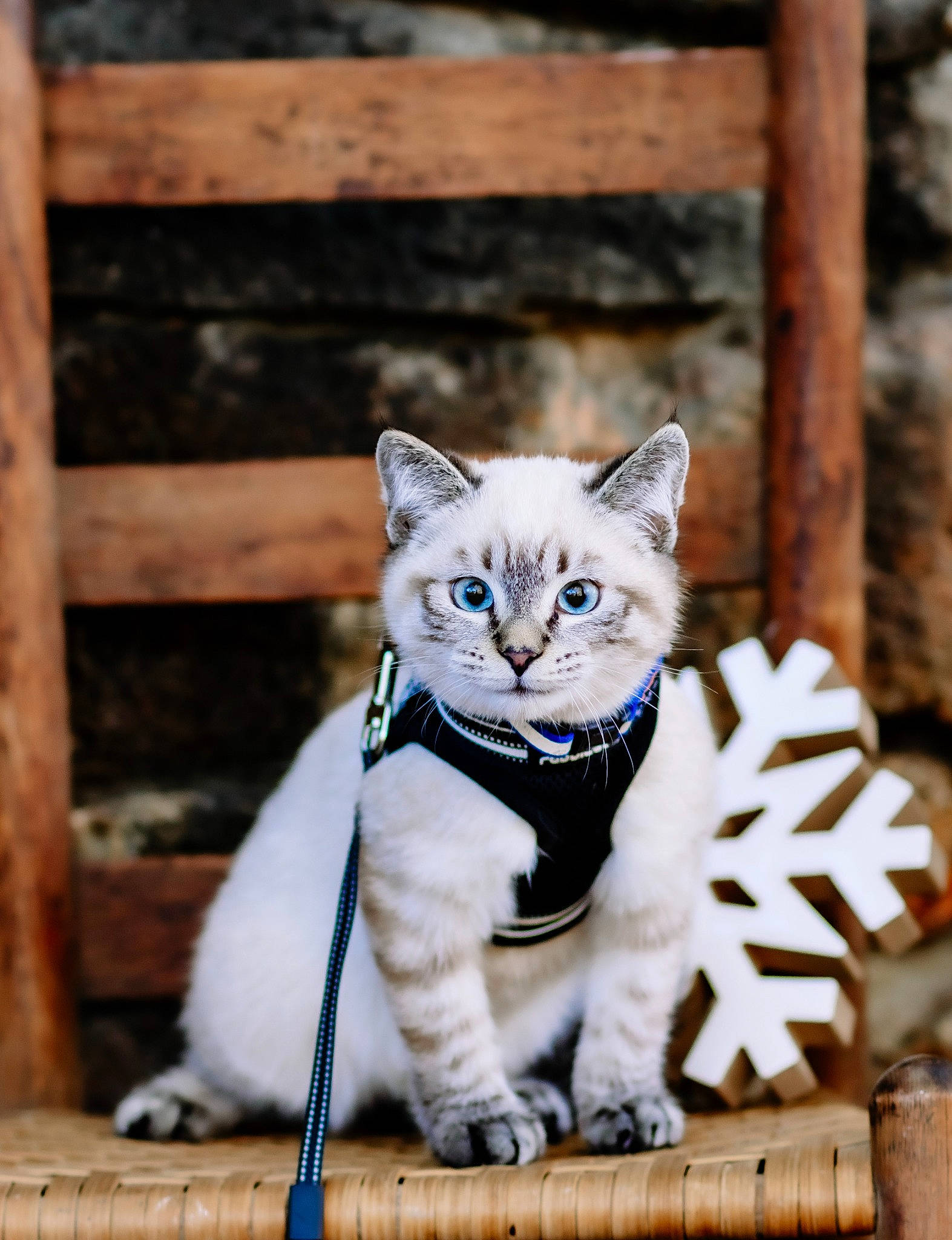 Samson is registered to the contest to win money with this photo: carnivore, cat, domestic_short_haired_cat, door, electric_blue, eye, fashion_accessory, fawn, felidae, fur, grass, grey, sitting, small_to_medium_sized_cats, snout, tail, tree, whiskers, wildlife, wood