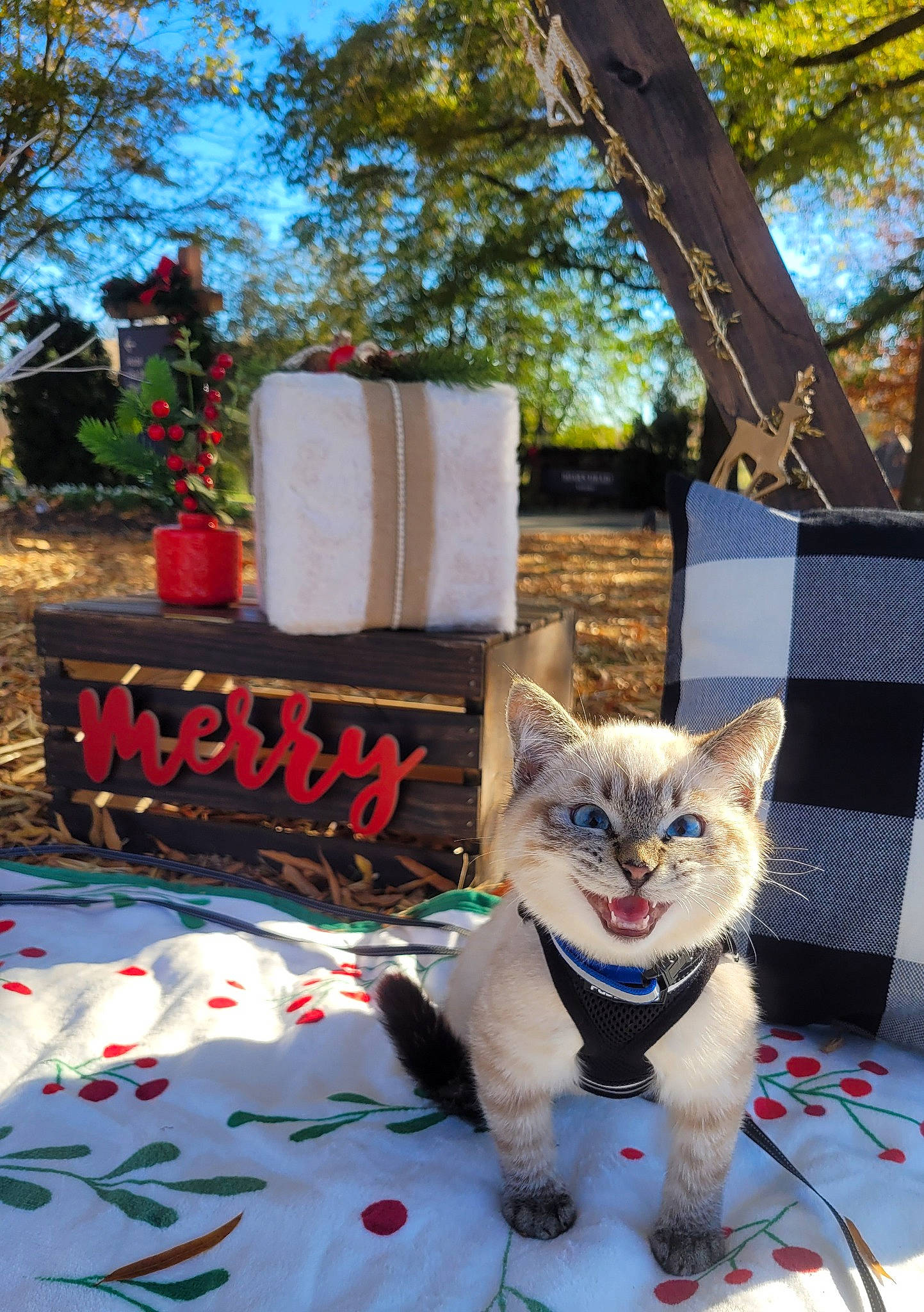 Samson is registered to the contest to win money with this photo: carnivore, cat, domestic_short_haired_cat, event, fawn, felidae, fur, leisure, linens, morning, pattern, plant, sky, small_to_medium_sized_cats, snout, tail, textile, tree, whiskers, wood