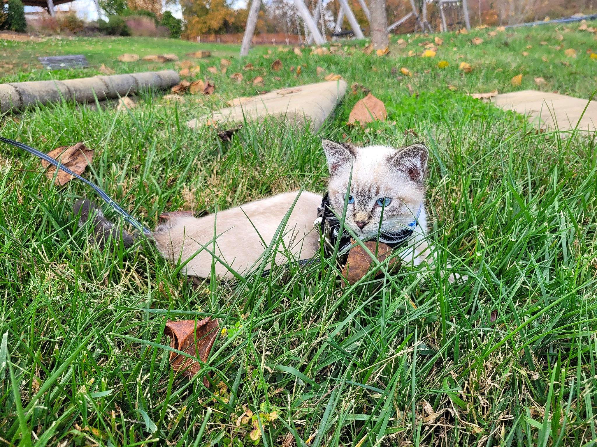 Samson joined the competition — help win amazing prizes! big_cats, canidae, carnivore, cat, dog_breed, domestic_short_haired_cat, fawn, felidae, fur, grass, grass_family, grassland, groundcover, pasture, plant, small_to_medium_sized_cats, sporting_group, tail, terrestrial_animal, whiskers