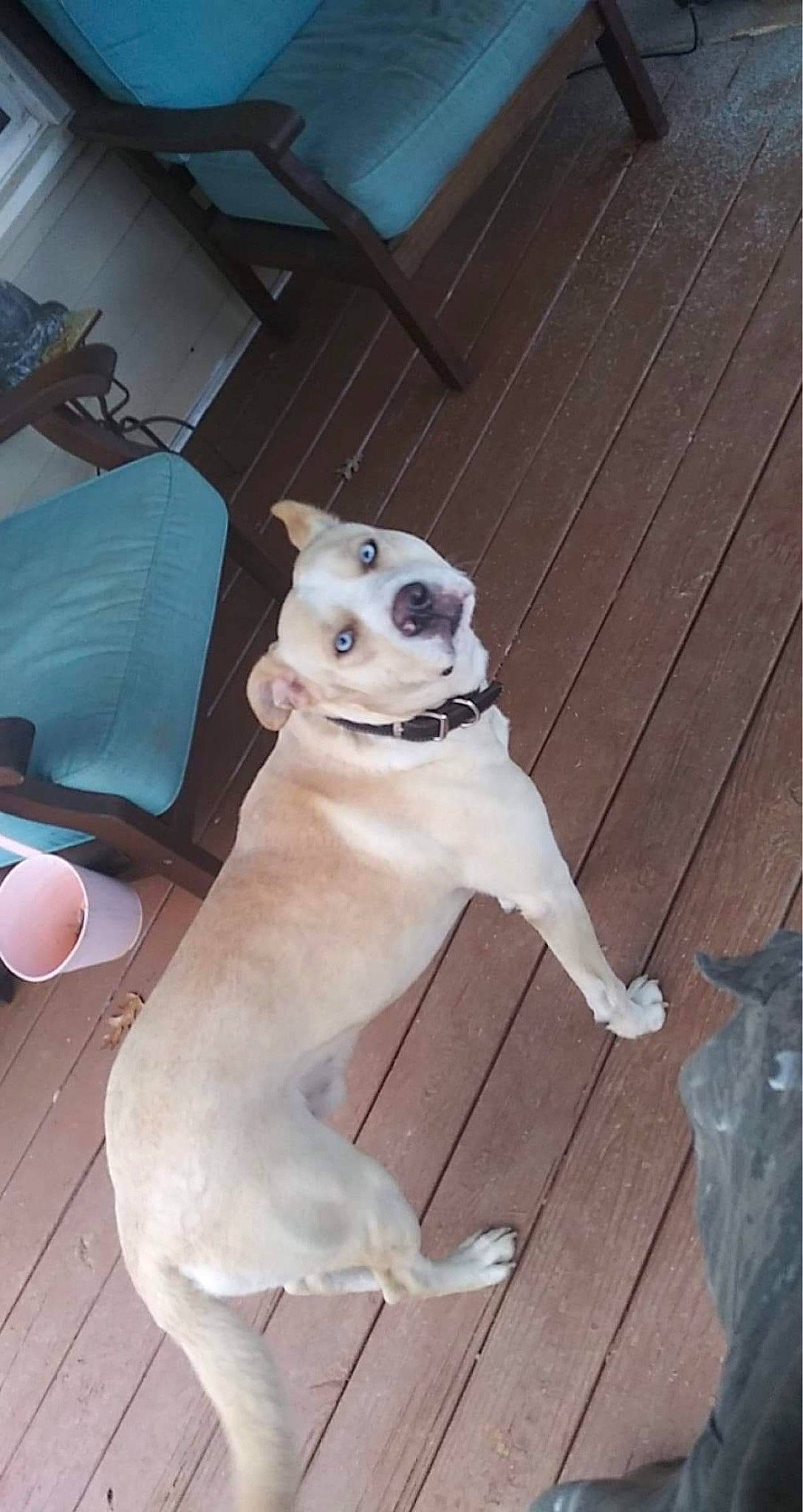 Mac joined the competition — help win amazing prizes! canidae, carnivore, collar, companion_dog, dog, dog_breed, dog_collar, fawn, felidae, flooring, fur, hardwood, paw, pet_supply, sporting_group, tail, toy_dog, whiskers, wood, working_animal