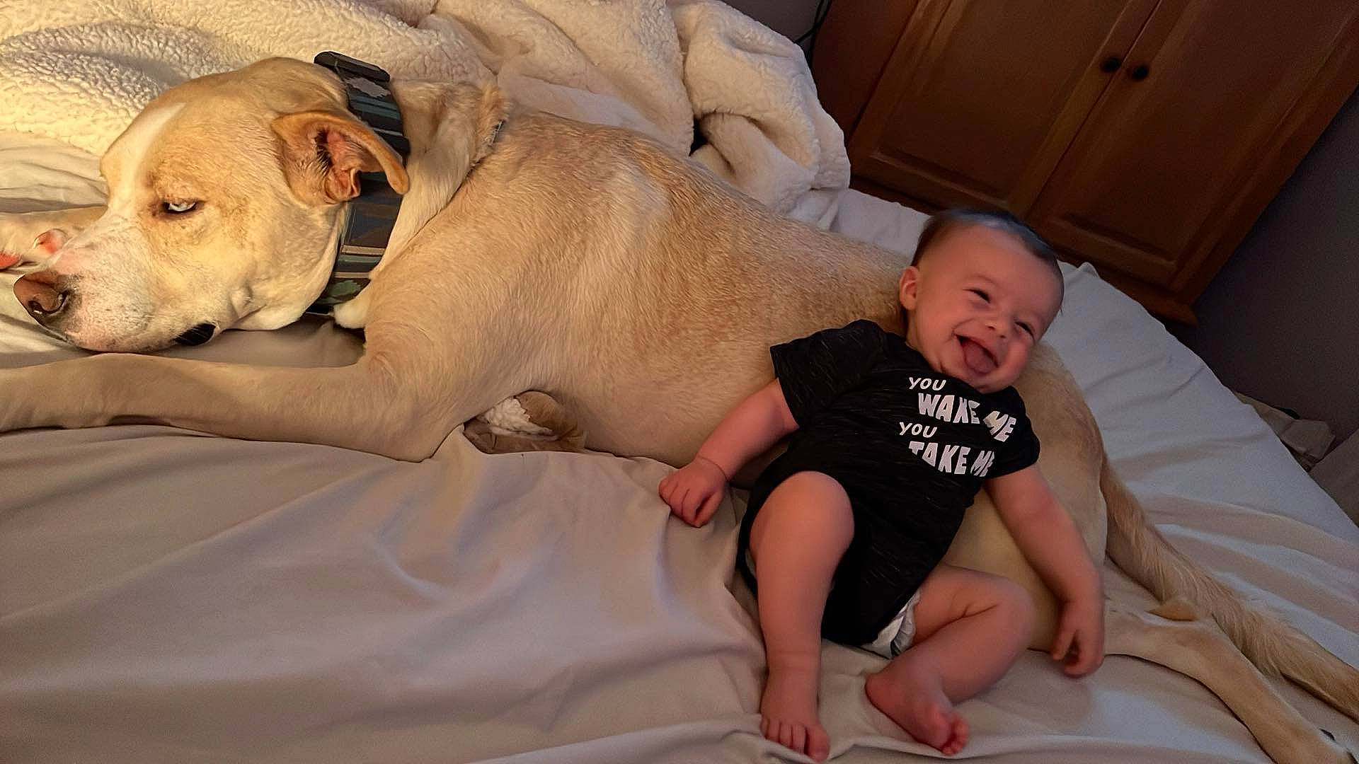 Mac is registered to the contest to win money with this photo: abdomen, baby, carnivore, comfort, companion_dog, couch, dog, dog_breed, eye, fawn, head, knee, lap, leg, skin, smile, toddler, trunk, working_animal, wrinkle