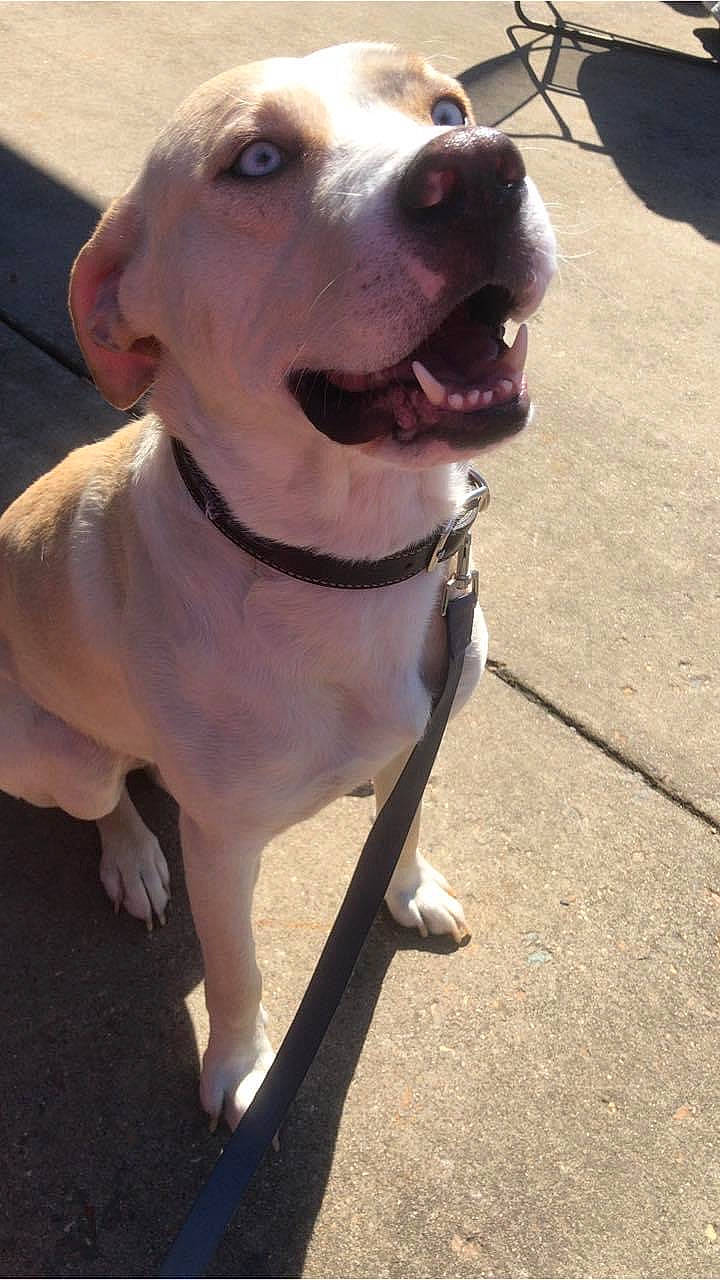 Mac is registered to the contest to win money with this photo: canidae, carnivore, collar, companion_dog, dog, dog_breed, dog_collar, dog_supply, fang, fashion_accessory, gun_dog, hunting_dog, leash, non_sporting_group, pet_supply, retriever, snout, whiskers, working_animal, working_dog