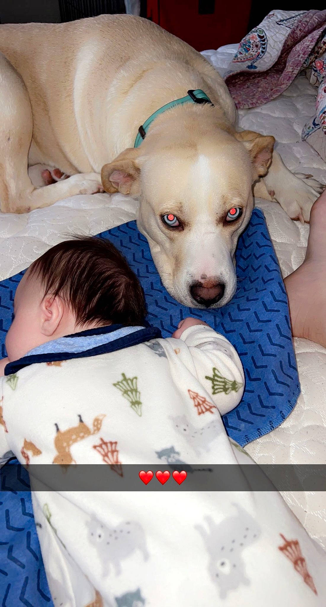 Mac is registered to the contest to win money with this photo: baby, baby_toddler_clothing, canidae, carnivore, child, comfort, companion_dog, dog, dog_breed, dog_supply, fawn, fur, linens, pattern, pet_supply, snout, toddler, whiskers, white, working_animal