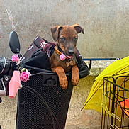 Milo participe au concours pour gagner de l'argent avec cette photo : accessory, animal, basket, bicycle, closeup, collar, curious, cute, decor, dog, ears, flower, metal_cage, outdoor, paws, pet, pink, puppy, wall, yellow_umbrella