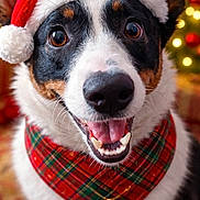 Teddy is registered to the contest to win money with this photo: dog, santa_hat, plaid_bandana, bell, smiling, close_up, holiday, christmas, festive, pet, canine, fur, ears, tongue, teeth, indoor, warm_lighting, background_bokeh, happy, portrait