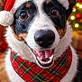 dog, santa_hat, plaid_bandana, bell, smiling, close_up, holiday, christmas, festive, pet, canine, fur, ears, tongue, teeth, indoor, warm_lighting, background_bokeh, happy, portrait