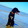 dog, black_dog, beach, sand, water, ocean, collar, sunny, blue_sky, tongue_out, sitting, pet, animal, outside, shore, wet_sand, daytime, canine, nature, happy