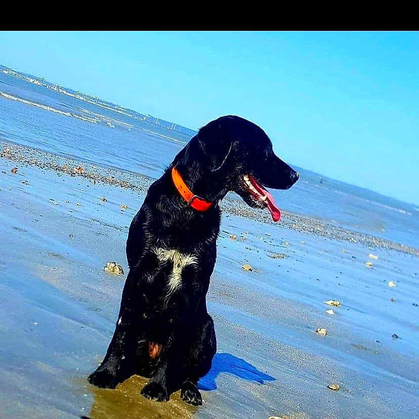 Mamba