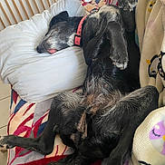 Mamba a rejoint le concours — aidez-le/la à gagner de superbes lots ! dog, sleeping, pillow, blanket, couch, indoor, pet, black_dog, relaxed, resting, fur, animal, collar, paw, cozy, comfort, home, canine, tongue, furniture