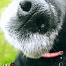 Mamba participe au concours pour gagner de l'argent avec cette photo : dog, close_up, nose, black_and_white_fur, outdoor, grass, pet, canine, snout, whiskers, collar, blurred_background, social_media, screen_capture, text_overlay, interface, reels, animal, portrait, cute