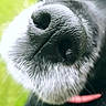 Mamba participe au concours pour gagner de l'argent avec cette photo : dog, black_dog, nose, close_up, animal, pet, fur, whiskers, outdoor, green_background, snout, canine, portrait, macro, nature, cute, domestic_animal, muzzle, whisker, pink_collar