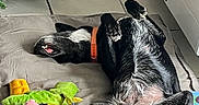 Mamba participe au concours pour gagner de l'argent avec cette photo : dog, black_dog, lying_down, upside_down, indoor, cushion, plush_toys, pink_toy, green_toy, floor_tiles, orange_collar, christmas_tree, decorations, relaxed, pet, animal, home, cozy, playful, resting
