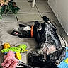 dog, black_dog, lying_down, upside_down, indoor, cushion, plush_toys, pink_toy, green_toy, floor_tiles, orange_collar, christmas_tree, decorations, relaxed, pet, animal, home, cozy, playful, resting