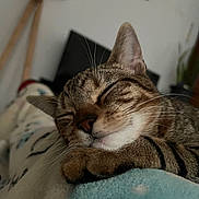 Omar a rejoint le concours — aidez-le/la à gagner de superbes lots ! cat, tabby_cat, sleeping, cozy, whiskers, paws, closeup, indoor, blanket, resting, pet, cute, feline, animal, soft, relaxation, fur, peaceful, domestic_cat, comfort