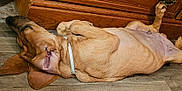 Duke joined the competition — help win amazing prizes! animal, brown_dog, cabinet, canine, collar, cozy, dog, domestic_animal, floor, fur, indoor, lying_down, paws, pet, quiet, relaxed, resting, side_view, sleeping, wooden_floor