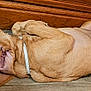 animal, brown_dog, cabinet, canine, collar, cozy, dog, domestic_animal, floor, fur, indoor, lying_down, paws, pet, quiet, relaxed, resting, side_view, sleeping, wooden_floor