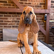Duke joined the competition — help win amazing prizes! puppy, dog, bloodhound, ears, paws, table, brick_wall, indoor, pet, animal, fur, cute, brown, sitting, portrait, young, canine, nose, whiskers, floor