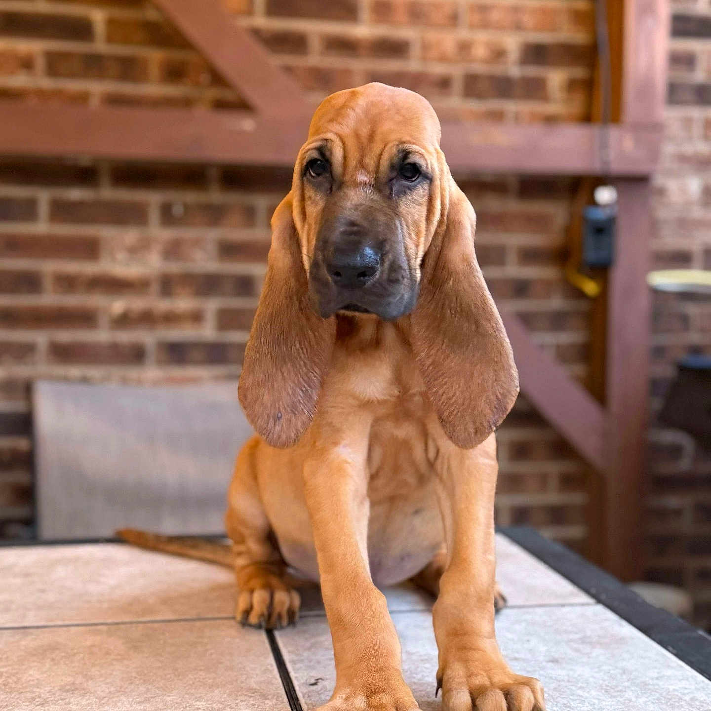 Duke joined the competition — help win amazing prizes! animal, bloodhound, brick_wall, brown, canine, cute, dog, ears, floor, fur, indoor, nose, paws, pet, portrait, puppy, sitting, table, whiskers, young