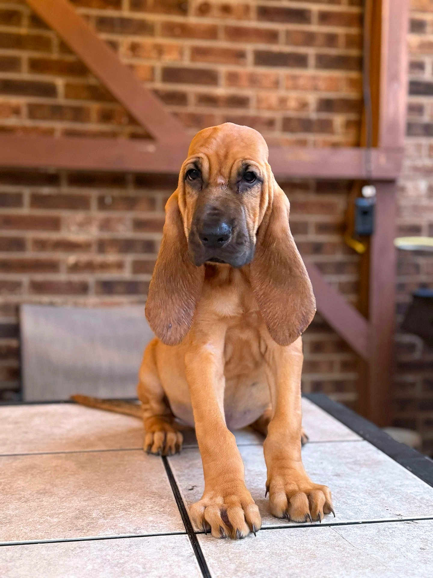 Duke joined the competition — help win amazing prizes! puppy, dog, bloodhound, ears, paws, table, brick_wall, indoor, pet, animal, fur, cute, brown, sitting, portrait, young, canine, nose, whiskers, floor
