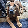Duke joined the competition — help win amazing prizes! puppy, dog, animal, pet, wooden_deck, floor, ears, paws, cute, young, canine, domestic_animal, laying_down, fur, brown, outdoor, looking_up, nose, snout, close_up