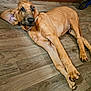 Duke is registered to the contest to win money with this photo: animal, brown_fur, canine, collar, companion, curious, cute, dog, domestic_animal, ears, flooring, indoor, looking_away, lying_down, mammal, paw, pet, relaxed, wooden_floor, young_dog