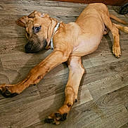 Duke is registered to the contest to win money with this photo: animal, brown, canine, collar, curious, dog, domestic, ears, floor, fur, home, indoor, laying_down, legs, looking, paw, pet, puppy, relaxed, wooden_floor