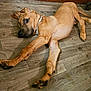animal, brown, canine, collar, curious, dog, domestic, ears, floor, fur, home, indoor, laying_down, legs, looking, paw, pet, puppy, relaxed, wooden_floor