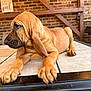 Duke joined the competition — help win amazing prizes! puppy, dog, brown, ears, table, tile, indoor, brick_wall, sign, resting, cute, pet, animal, paw, claws, young, looking_away, homedecor, wooden_beam, relaxed
