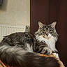 cat, long_hair, yellow_eyes, feline, pet, indoor, wooden_surface, fur, muzzle, whiskers, tail, resting, relaxed, portrait, animal, domestic_animal, cozy, curtain, wall, close_up