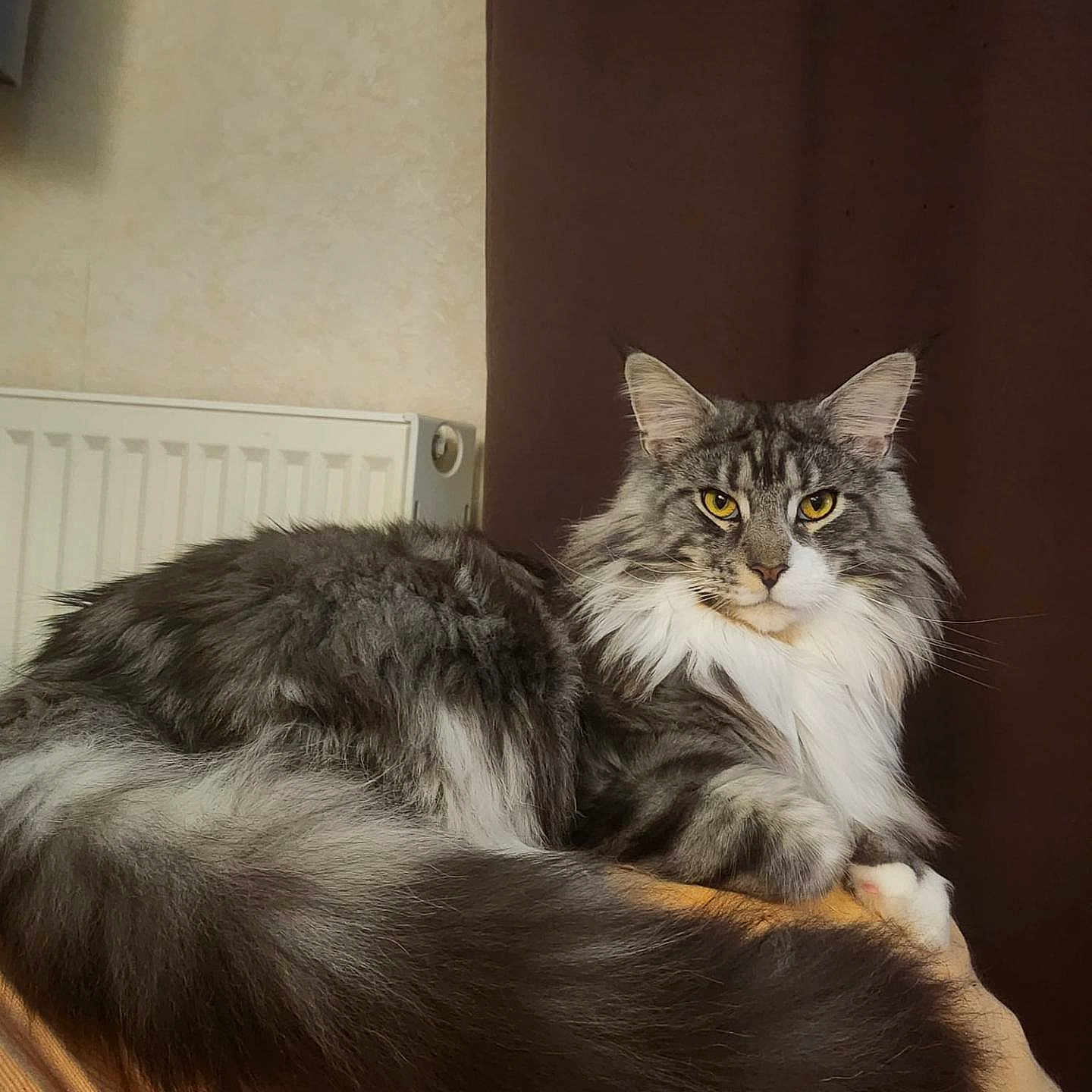 Viking a rejoint le concours — aidez-le/la à gagner de superbes lots ! cat, long_hair, yellow_eyes, feline, pet, indoor, wooden_surface, fur, muzzle, whiskers, tail, resting, relaxed, portrait, animal, domestic_animal, cozy, curtain, wall, close_up
