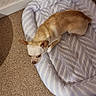 dog, chihuahua, pet_bed, carpet, indoor, small_dog, tan_dog, white_dog, resting, animal, floor, leaf_pattern, cozy, corner, wall, furniture_leg, relaxed, cute, domestic_animal, quiet