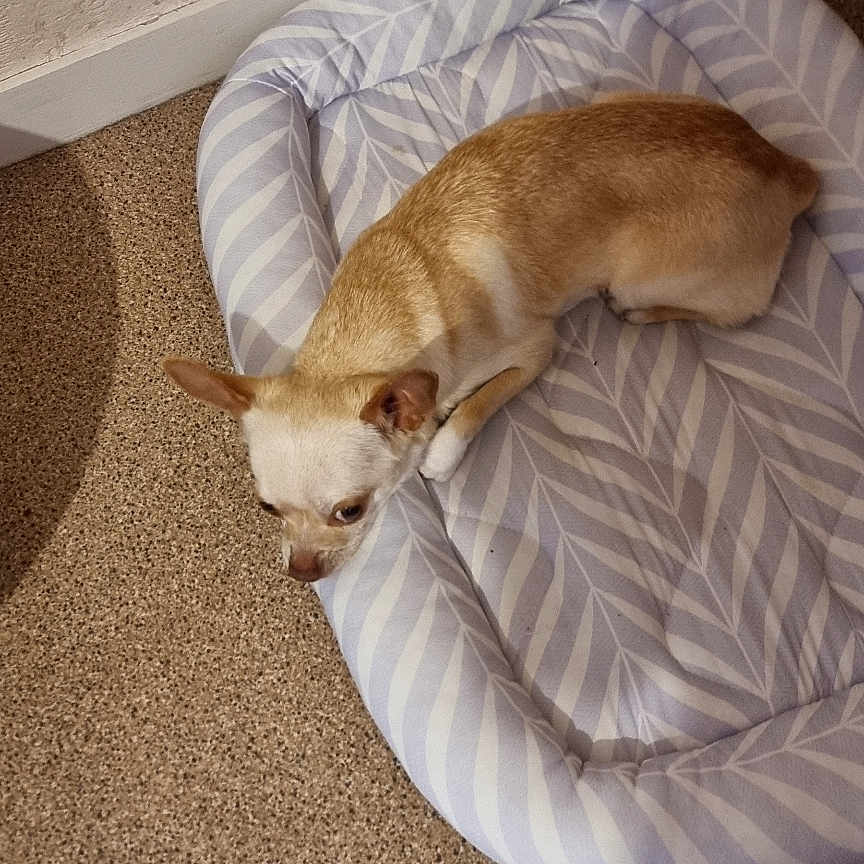 Bianca participe au concours pour gagner de l'argent avec cette photo : dog, chihuahua, pet_bed, carpet, indoor, small_dog, tan_dog, white_dog, resting, animal, floor, leaf_pattern, cozy, corner, wall, furniture_leg, relaxed, cute, domestic_animal, quiet