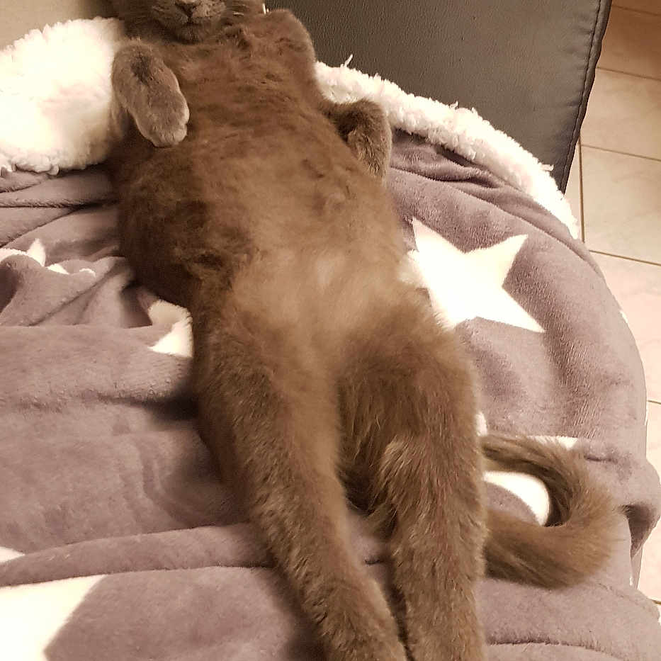 Olaf a rejoint le concours — aidez-le/la à gagner de superbes lots ! abyssinian, animal, architecture, blanket, building, cat, chair, couch, cushion, furniture, hardwood, homedecor, indoors, kitten, linen, livingroom, manx, pet, room, wood