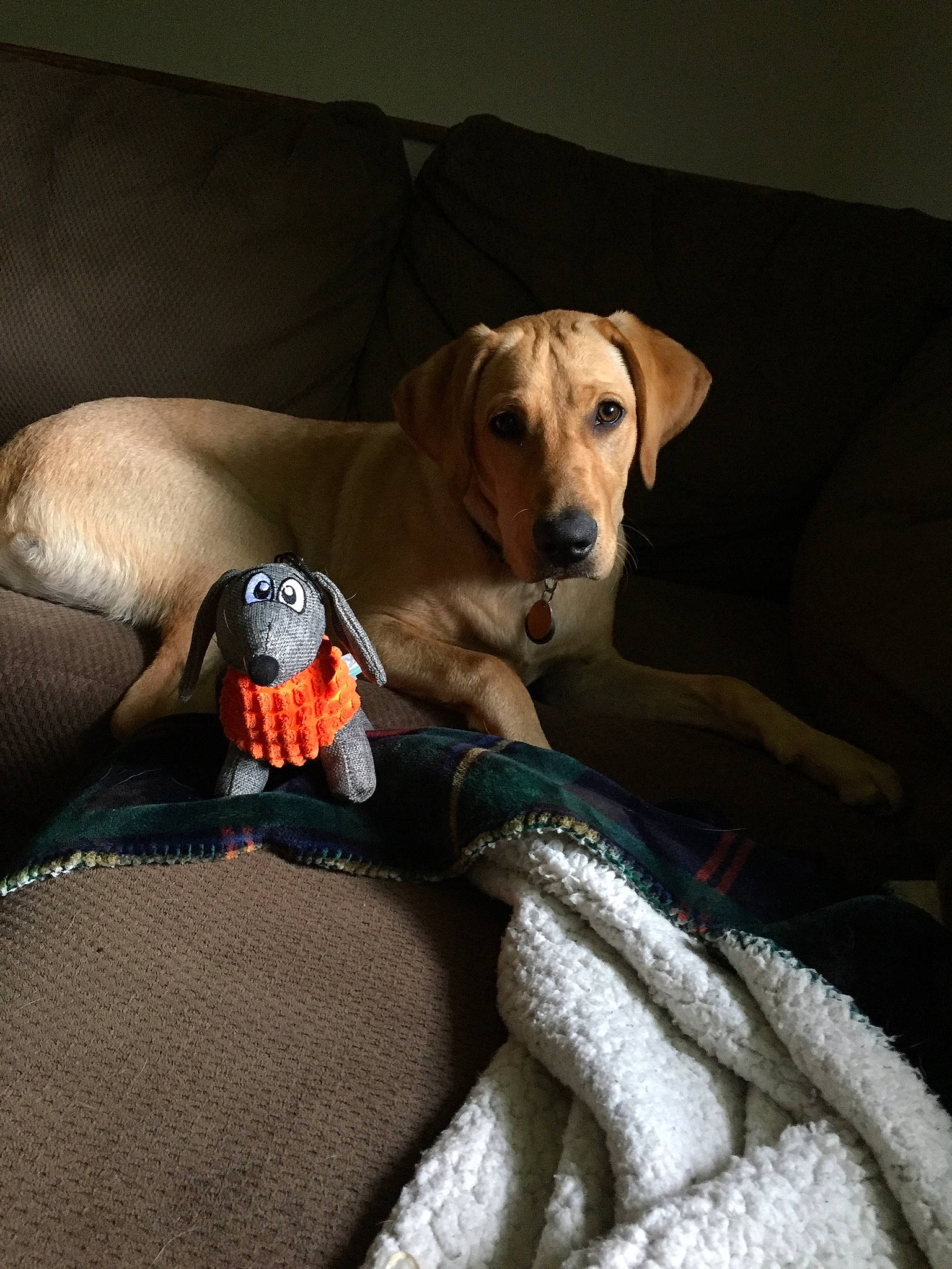 Marshall is registered to the contest to win money with this photo: beagador, canidae, carnivore, comfort, coonhound, dachshund, dog, dog_breed, fawn, furniture, linens, lurcher, mammal, mountain_cur, pointer, puppy, rhodesian_ridgeback, sporting_group, vertebrate, weimaraner