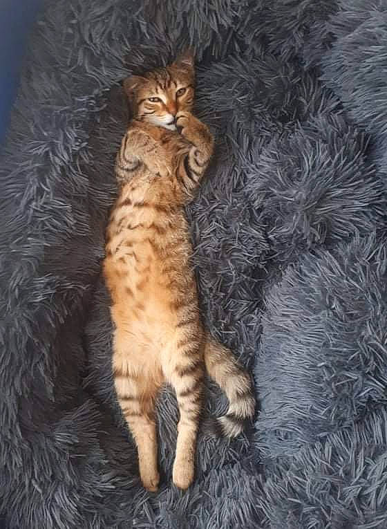 Shakira a rejoint le concours — aidez-le/la à gagner de superbes lots ! carnivore, cat, claw, darkness, domestic_short_haired_cat, door, fawn, felidae, foot, fur, paw, plant, sitting, small_to_medium_sized_cats, snout, tail, terrestrial_animal, tree, whiskers, wood