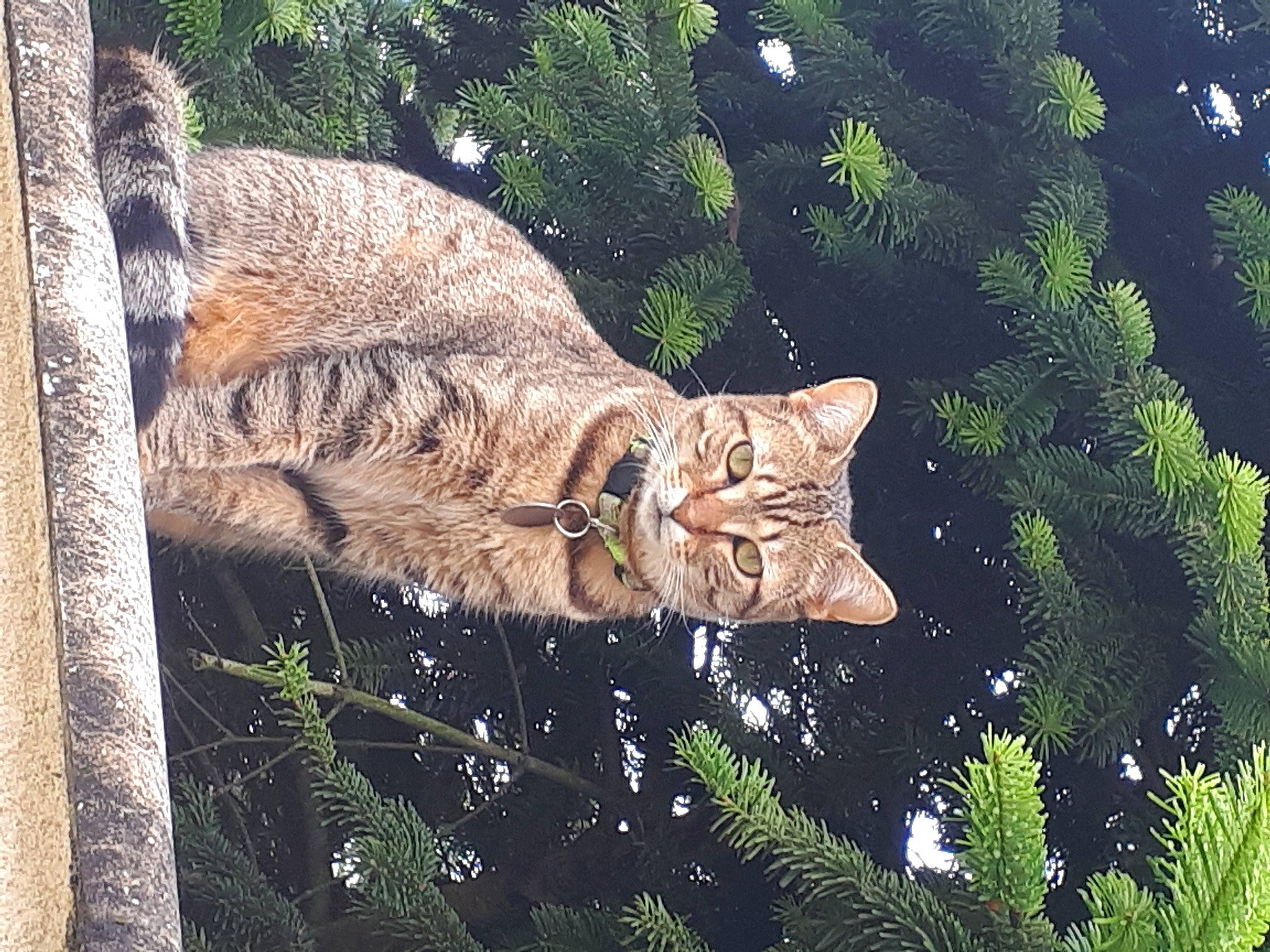 Shakira a rejoint le concours — aidez-le/la à gagner de superbes lots ! botany, carnivore, cat, domestic_short_haired_cat, event, fawn, felidae, fur, grass, plant, small_to_medium_sized_cats, snout, tail, terrestrial_animal, terrestrial_plant, tree, trunk, twig, whiskers, wood