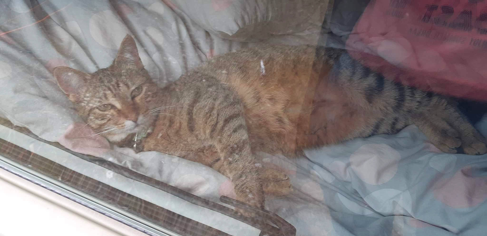 Shakira a rejoint le concours — aidez-le/la à gagner de superbes lots ! carnivore, cat, cat_bed, cat_supply, claw, comfort, domestic_short_haired_cat, fawn, felidae, fur, nap, paw, sleep, small_to_medium_sized_cats, snout, tail, terrestrial_animal, whiskers, window