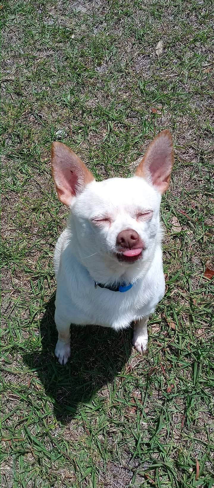 Pickles is registered to the contest to win money with this photo: canidae, carnivore, companion_dog, corgi_chihuahua, dog, dog_breed, ear, fang, fawn, grass, non_sporting_group, plant, snout, sporting_group, tail, terrestrial_animal, whiskers