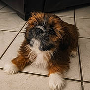 Charlie joined the competition — help win amazing prizes! puppy, dog, fluffy, brown, white, black, tile_floor, pet, cute, young_dog, indoor, fur, animal, laying_down, looking_up, adorable, small_dog, companion, domestic_animal, paw