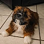 puppy, dog, fluffy, brown, white, black, tile_floor, pet, cute, young_dog, indoor, fur, animal, laying_down, looking_up, adorable, small_dog, companion, domestic_animal, paw
