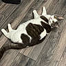 Roberto joined the competition — help win amazing prizes! animal, cat, cute, domestic_cat, feline, floor, flooring, gray, home, indoor, looking_up, lying_down, pet, relaxed, single_object, slipper, spotted, white, wood_floor, yellow_eyes
