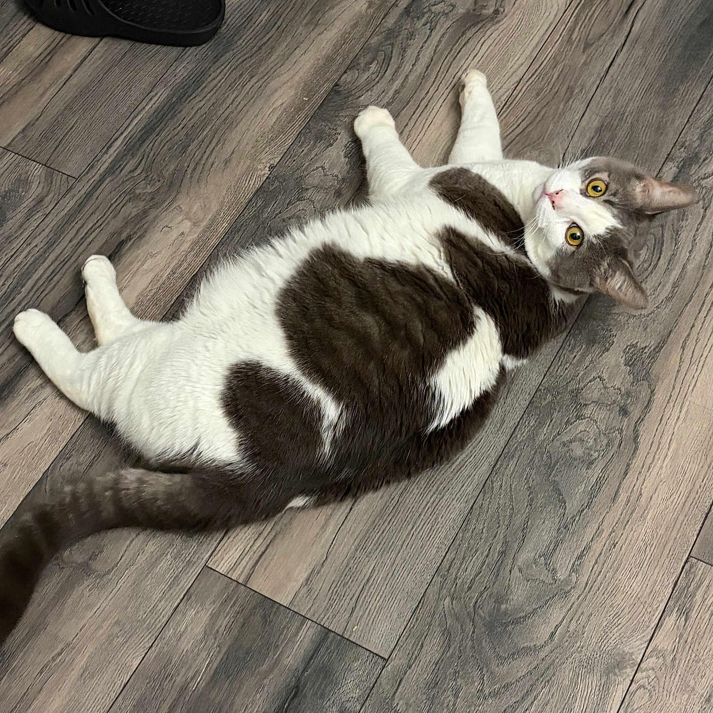 Roberto