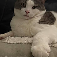 Roberto is registered to the contest to win money with this photo: animal, cat, closeup, couch, cushion, domestic, ears, face, feline, fur, gray, indoor, nose, paw, pet, relaxed, resting, sleepy, whiskers, white