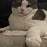 animal, cat, closeup, couch, cushion, domestic, ears, face, feline, fur, gray, indoor, nose, paw, pet, relaxed, resting, sleepy, whiskers, white
