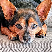 Rowdy is registered to the contest to win money with this photo: animal, black, brown, calm, close_up, cozy, cushion, cute, dog, ears, face, fur, indoor, looking_at_camera, lying_down, paw, pet, portrait, resting, small_dog