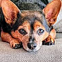 animal, black, brown, calm, close_up, cozy, cushion, cute, dog, ears, face, fur, indoor, looking_at_camera, lying_down, paw, pet, portrait, resting, small_dog
