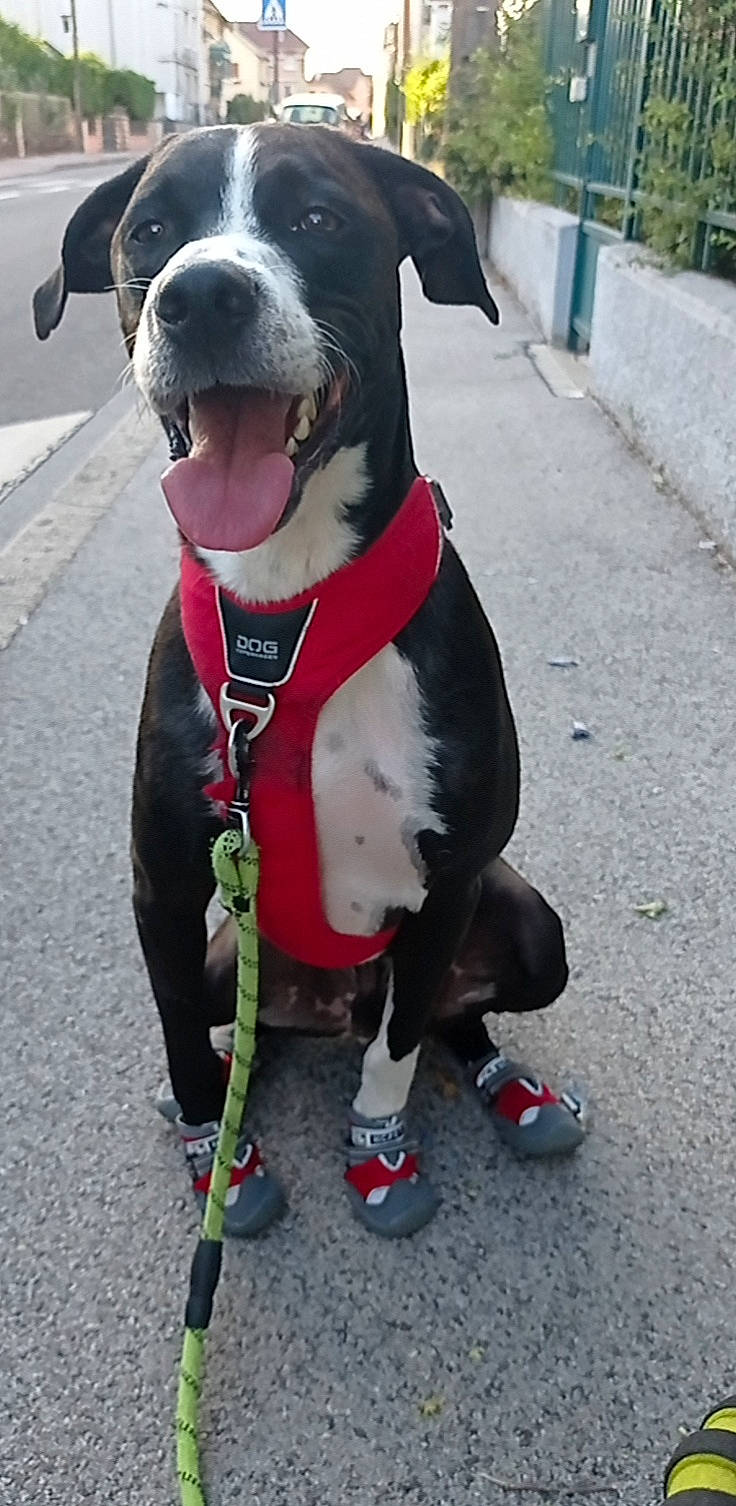 Meiko participe au concours pour gagner de l'argent avec cette photo : canidae, carnivore, collar, companion_dog, dog, dog_breed, dog_collar, dog_supply, fashion_accessory, fawn, fur, leash, non_sporting_group, pet_supply, road_surface, snout, sporting_group, white, working_animal, working_dog