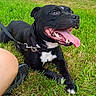 Ninho participe au concours pour gagner de l'argent avec cette photo : dog, black_dog, grass, outdoor, panting, tongue_out, leash, collar, person_leg, shoe, park, trees, pond, sunny, happy, pet, animal, nature, daytime, resting